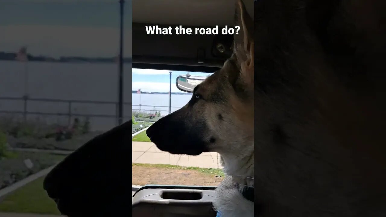 German Shepherd confused by drawbridge