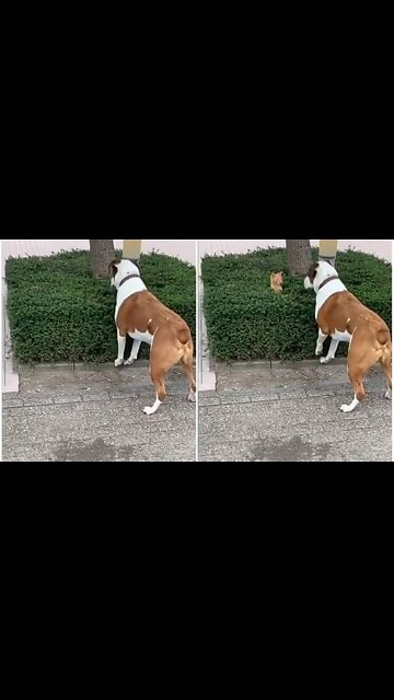 Curious dog try to find out silly cat