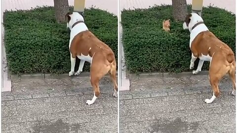 Curious dog try to find out silly cat