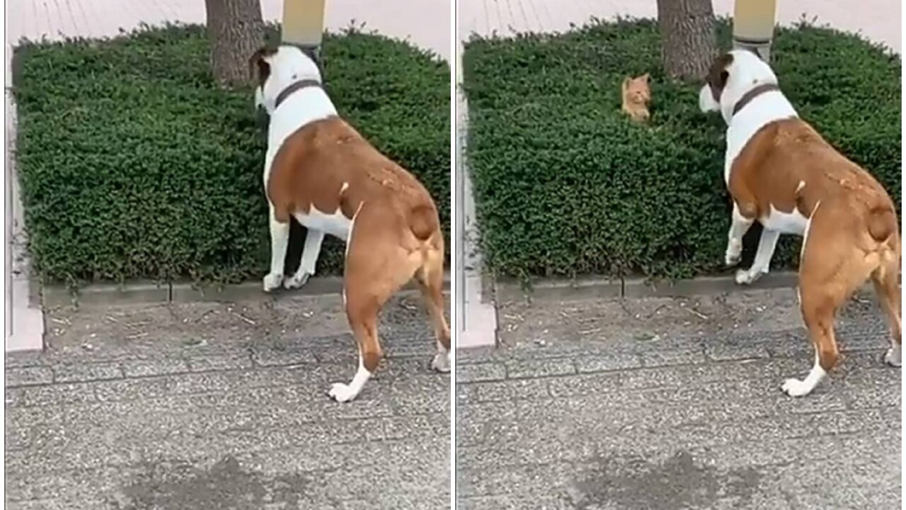 Curious dog try to find out silly cat