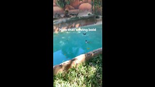 Duck swimming in lions pool