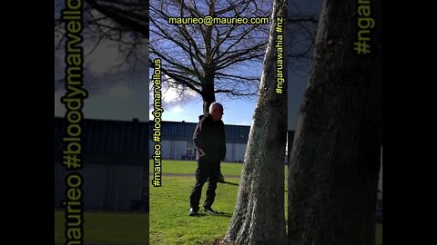 maurieo #shorts A PLACE IN THE SUN