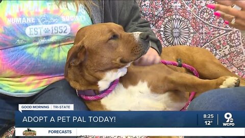 Pet Pals: Meet Myley