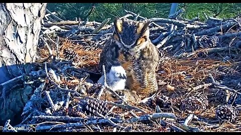 An Owlet Close-up 🦉 3/2/22 16:50