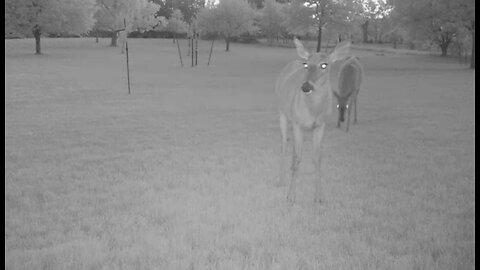 Deer Cams #026