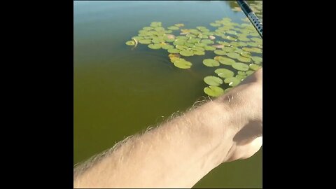 bream fishing