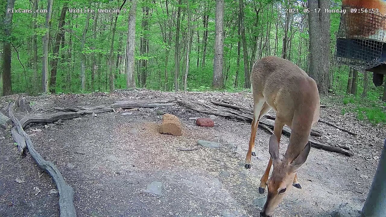 New Wildlife Webcam 2 1440P resolution camera