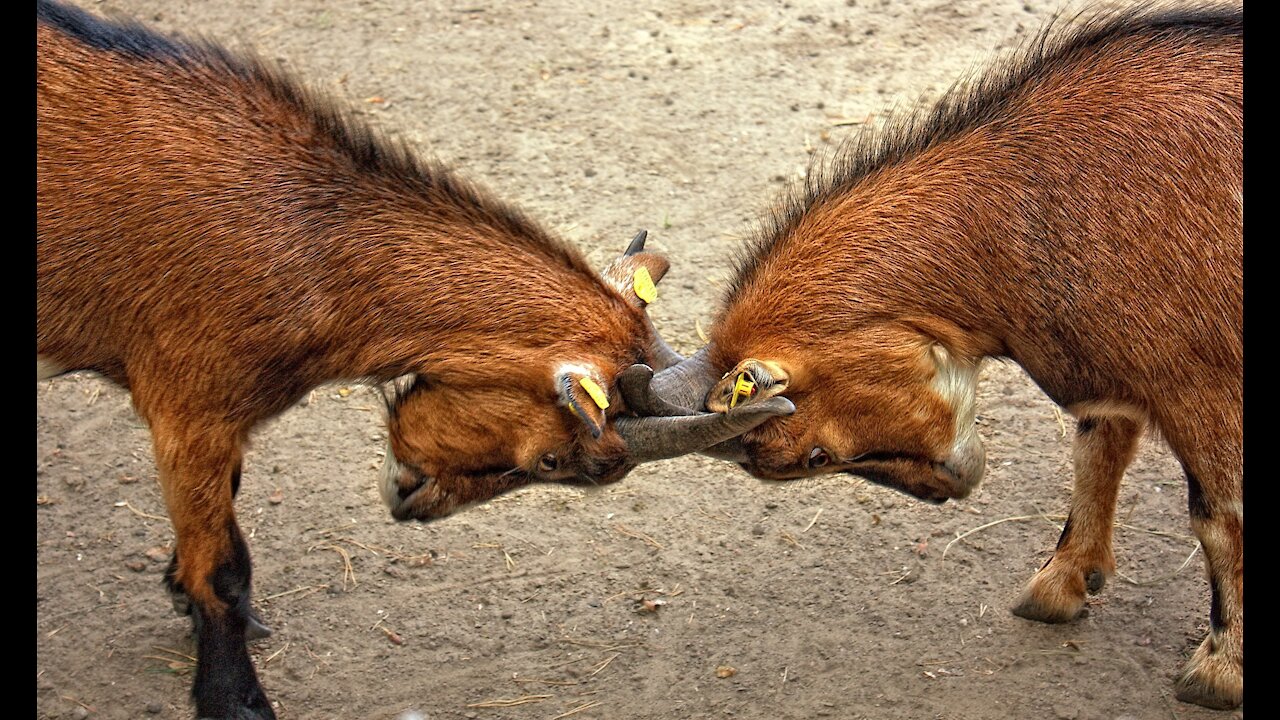 Best attack wild Epic Battle Of Wild dogs vs Animals is not never