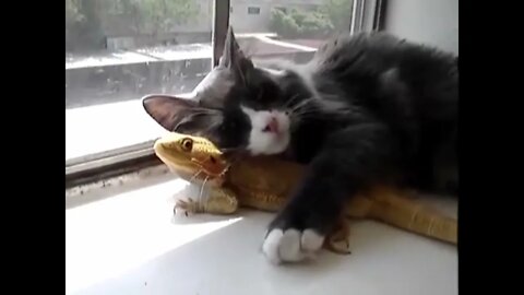 Bearded Dragon & Cat