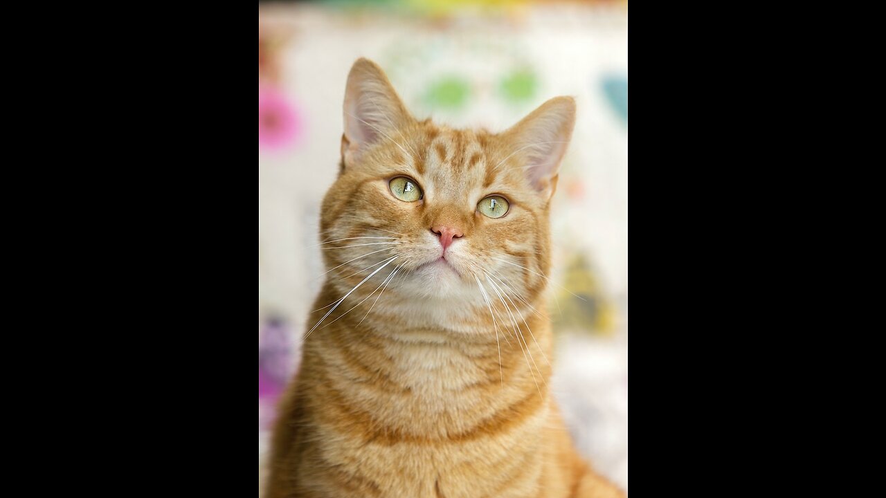 White and Brown cat looking around.