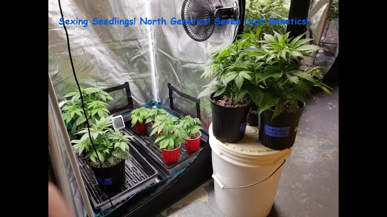 Mars SP150 Sexing Seedlings! North Genetics π½ Seven Leaf Geneticsπ Mars ππββπ₯π₯π¨π¨