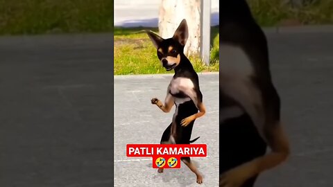 Funny Animal Dance to Patli Kamariya! 😂🐱