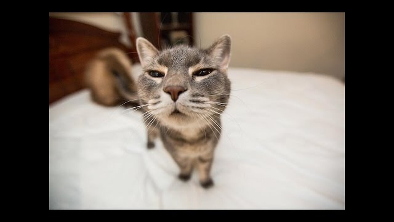 Funny Cats Compilation (Most Popular) Part 1