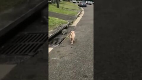 Don't trying to laugh 🤣😂(4)