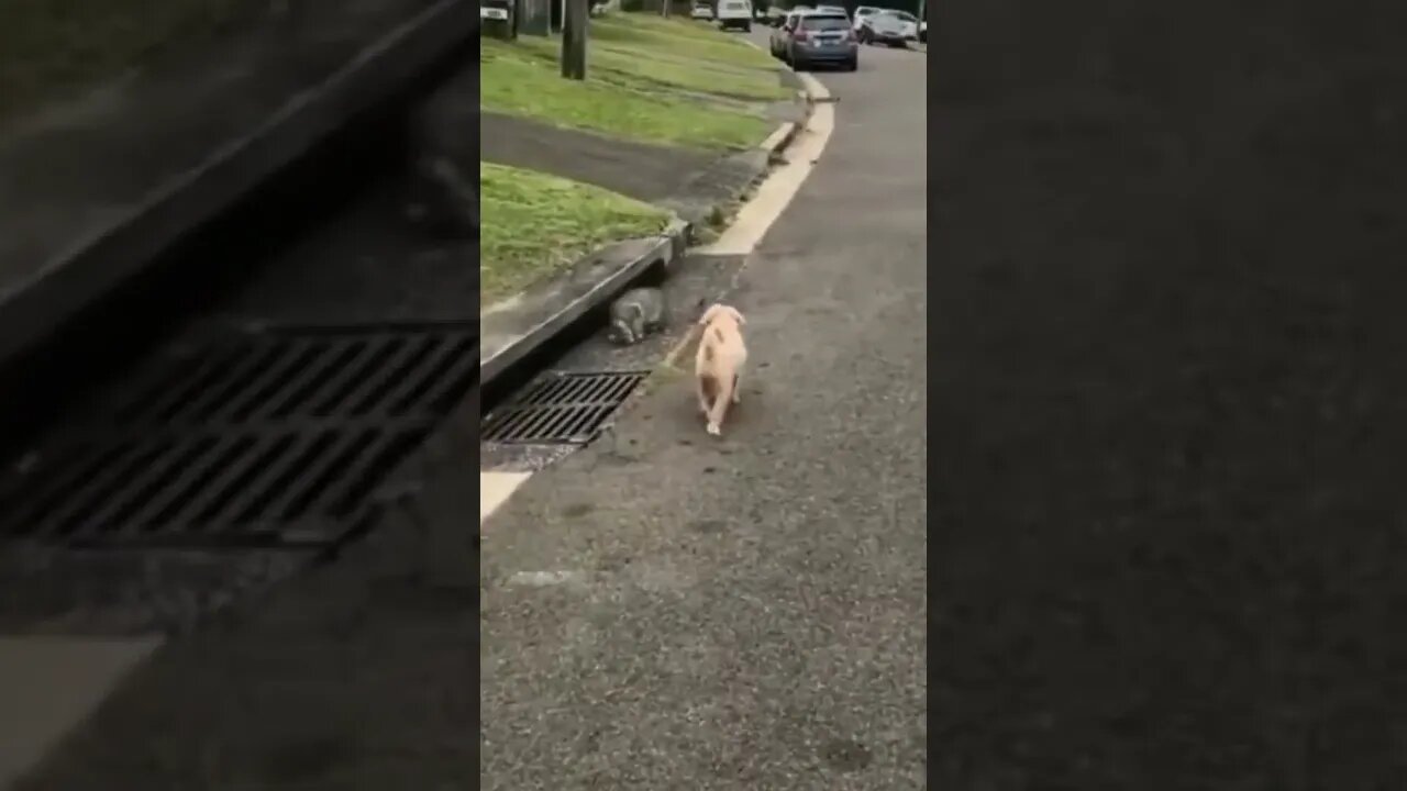 Don't trying to laugh 🤣😂(4)