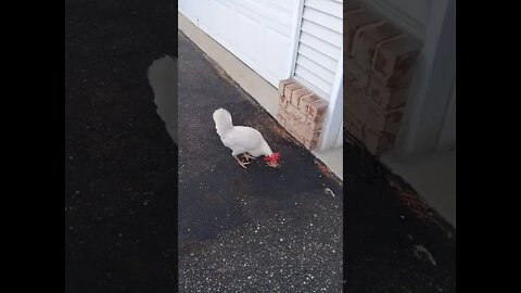 Pet Chicken