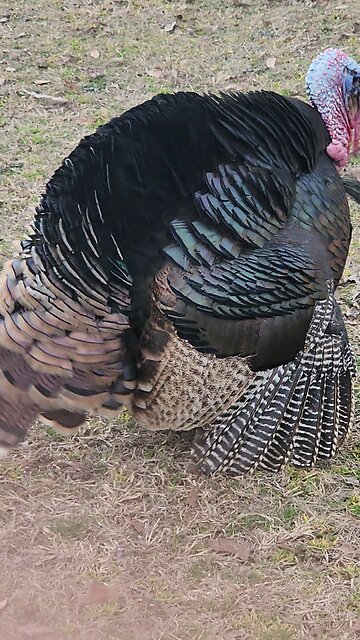 Turkey Gobbler Mates Invisible Hen