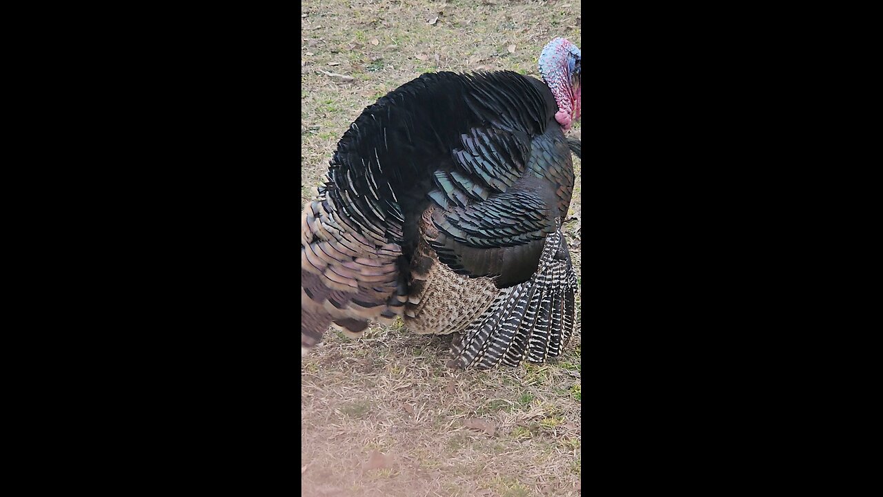 Turkey Gobbler Mates Invisible Hen