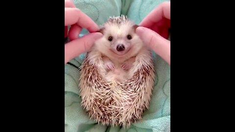 Sonic The Happy Hedgehog