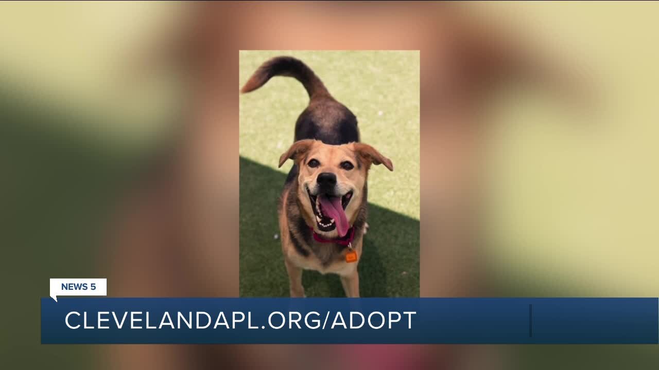 Cleveland APL Pet of the Weekend: Playful pooch named Nyla