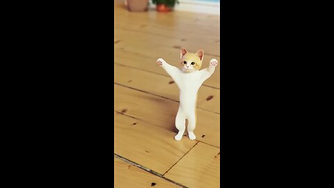 Cat funny video .