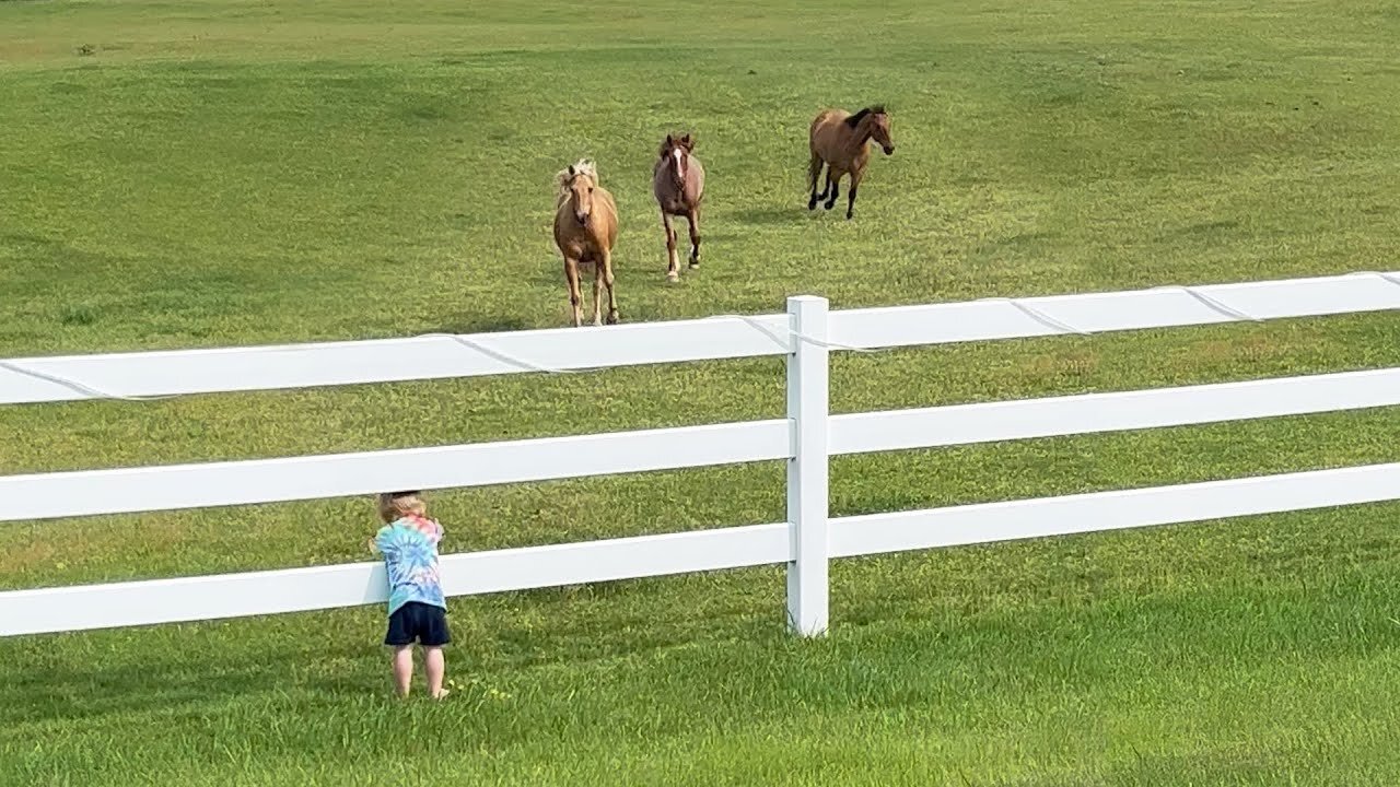 Cute Kiddo Summons Horse Herd!