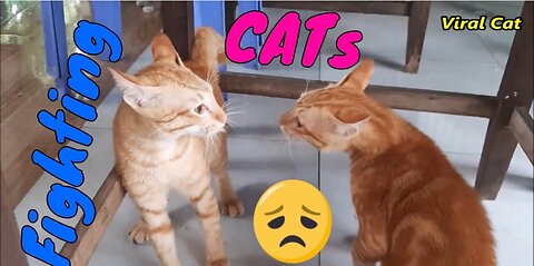 Cats Fighting and Meowing - These Two are Bloody Brothers | Viral Cat