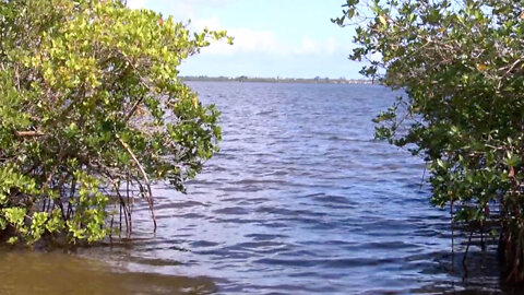 Indian River County voters asked to preserve environmentally-sensitive land