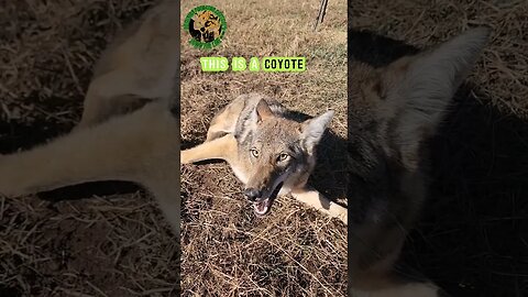 Coyote No. 31 #outdoors #trapping #viral #fyp