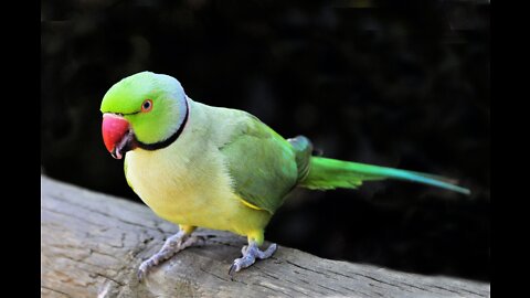 Cute little parrot eating grass