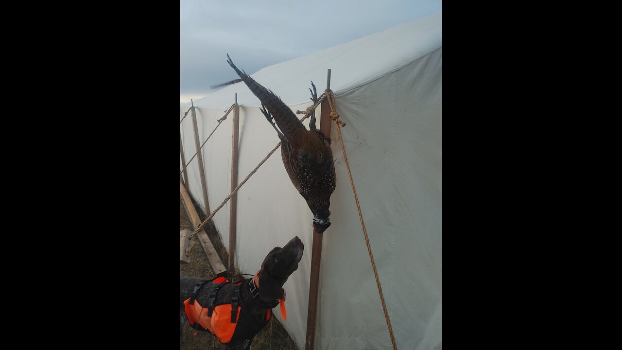 South Dakota Hunt '22 day 4