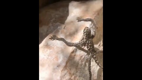 A strange lizard with limbs similar to a human