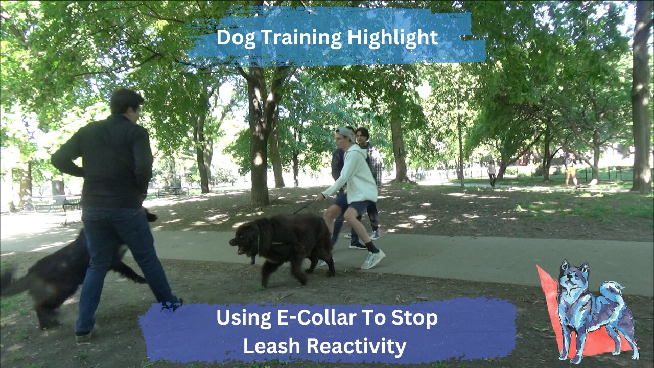 Dog Training: Stopping Dog Reactivity Is Easy With The Right Tools And Approach, Class 1 Progress