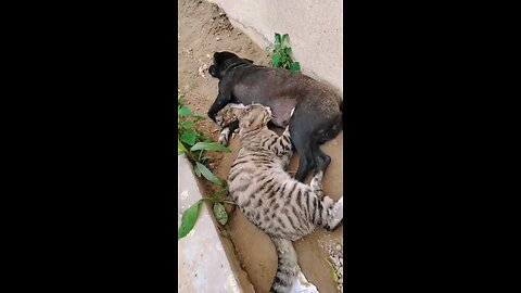 cat 😺😺😺 and dog 😲😲😳😳 iiwow
