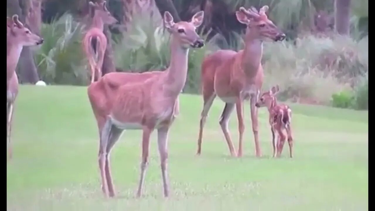 Herd of Deer watching a 12 foot Gator