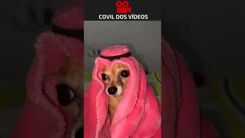 o cachorro mais rico de todos