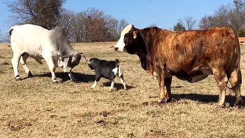 funny farm animals