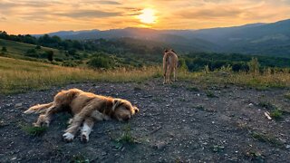 🇷🇴 Stray Dog George didn't come back! 😢