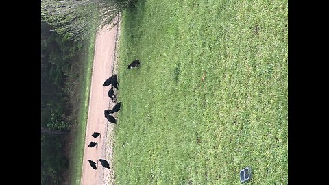 The Vultures and The Cat