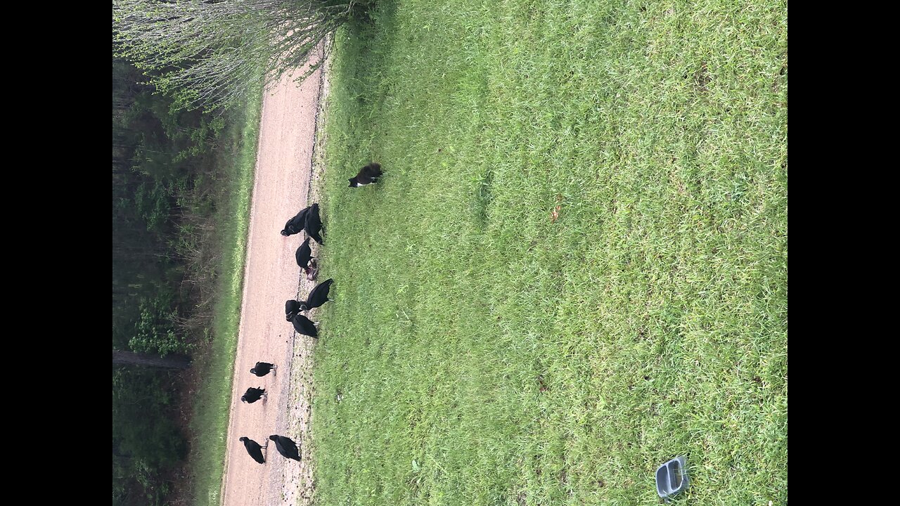 The Vultures and The Cat