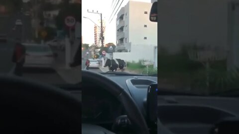 acidente inusitado #shorts