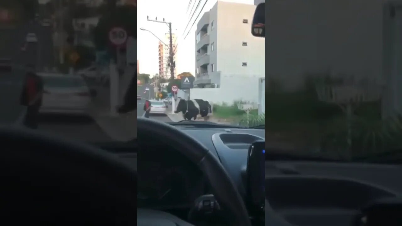 acidente inusitado #shorts