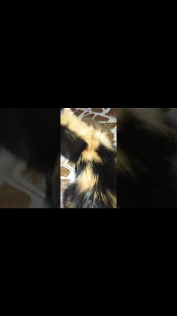 #persiancats #kittens #cutecat #shorts #youtubeshorts #cat #catlover