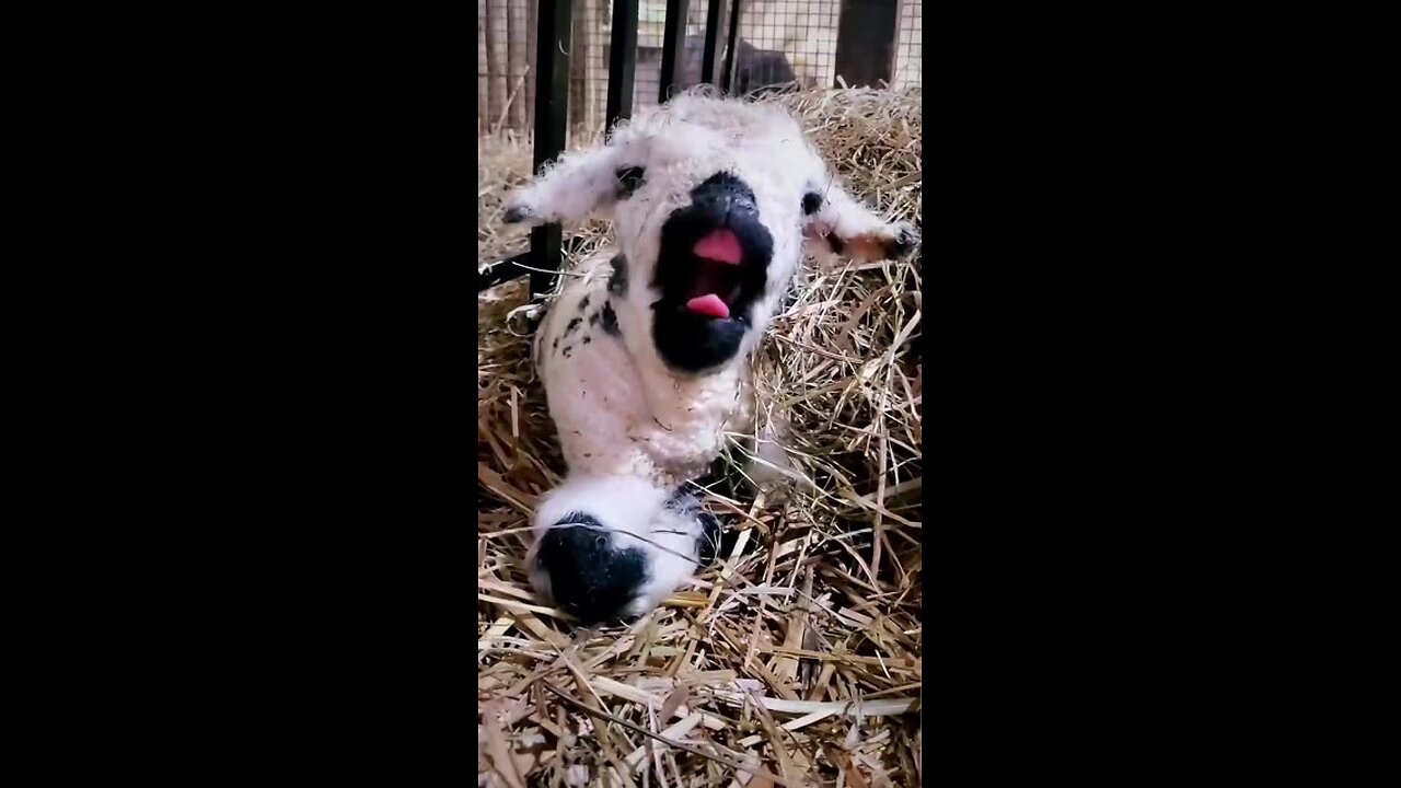 A linda ovelha bebê é compartilhada com você! !