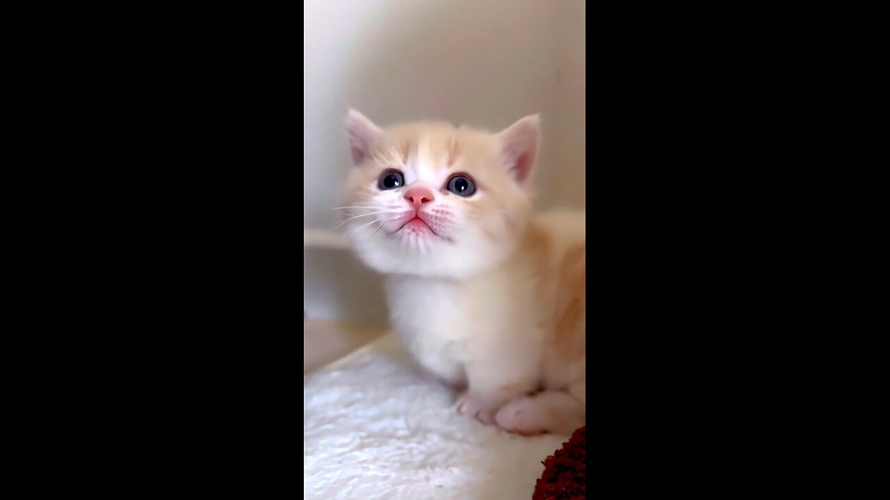 Most beautiful cats in the world |faizanmirza| #cats #beautifullcats #viral #ytshorts #shorts