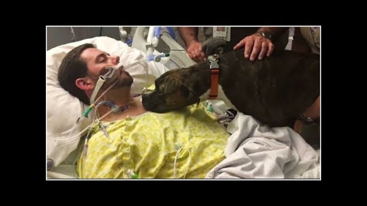 Dog Says The Final Goodbye to his Dying Owner In Hospital