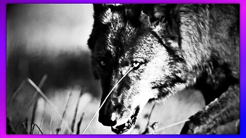 TRUMP - 06-07-23 Wolves