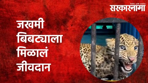 जखमी बिबट्याला मिळालं जीवदान | Leopard |Nashik | Maharashtra | Forest officials | Sarkarnama