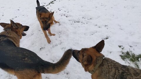 Kajko's first snow
