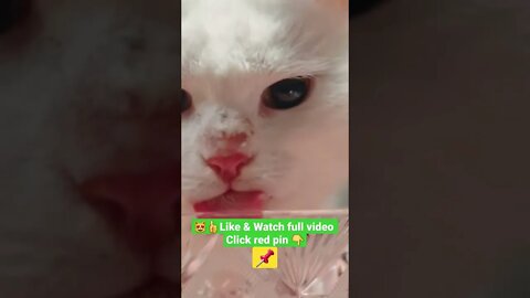 cute cat videos 😹funny videos 😂1323😻#shorts #catvideos #funnycatsvideos #cat #funny_cat #cutecat